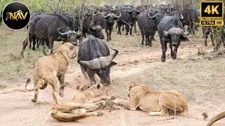 What Happens When Lions Meet Buffaloes | Wild Animal Documentary