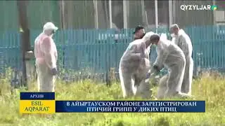 В АЙЫРТАУСКОМ РАЙОНЕ ЗАРЕГИСТРИРОВАН ПТИЧИЙ ГРИПП У ДИКИХ ПТИЦ