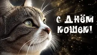 С днем кошек. Всемирный день кошек. Красивое поздравление с днем кошек. Видео открытка