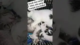 Emak dan lainya tidur, ada yang manjat mau kabut #catlover