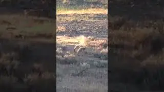 2 coyotes in one (animal hunting #85)