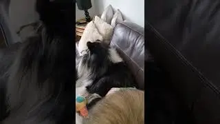 Rough Collies on the Sofa