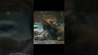 Bees kill the hornet in a cunning way.