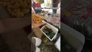 Микрозелень под реализацию