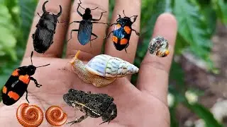 catch and observe strange frogs and other insects in the coffee plantation