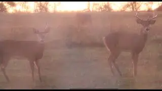 SONS FIRST DEER- CROSSBOW WHITETAIL BUCK!