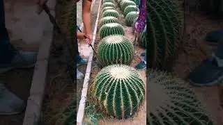 Moving Cactus Plant Need Skills #satisfying #short