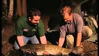 Catfish fishing - Silurus Glanis