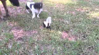 skunks terrorizing the dogs