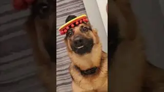 Mexican Shepherd??