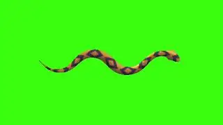 Python snake crawls - free green screen