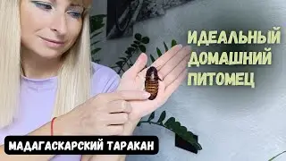 Мадагаскарский шипящий таракан - идеальный домашний питомец 🤗