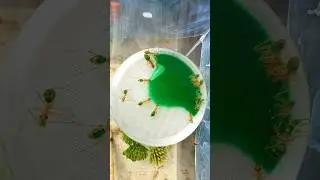 Saving My Ants From Drowning | Honeypot Ants (Myrmecocystus mexicanus)