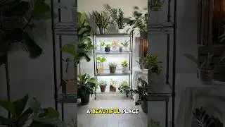 Barrina Plant Shelf. Follow this link https://www.amazon.com/dp/B09Z1X26S8?th=1  #Barrina @Barrina