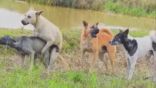 Awesome Rural Dogs !! Dog Meeting for the Summer Season in Village.