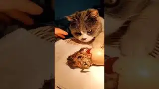 Cat incubating eggs and raising chicks