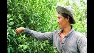 Trồng ớt xiêm rừng xen canh bưởi, thu 20 triệu đồng mỗi tháng