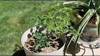 Journey Growing Moringa Plants in a Northern Climate- Zone 6a