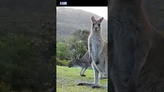 Kangaroos Can't Walk Backward #kangaroo #shorts