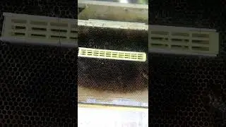 Изолятор для маток_ Пробный вариант #бакфаст #bee #beekeeper