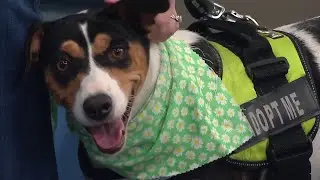 Clear the Shelters Campaign: Meet Lady the Foster Dog!