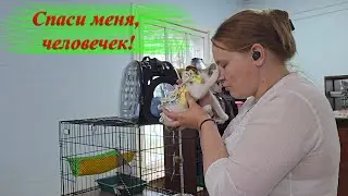 Котенок сам себя спас...