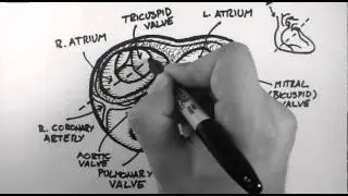 Anatomy of the Heart Valves