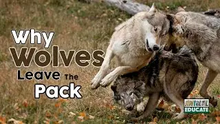 Why do wolves leave the pack? Wolf dispersal