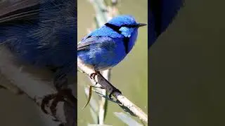 Enchanting Splendid Fairywrens: Nature's Marvels of Beauty and Serenity Among Amazing Small Birds