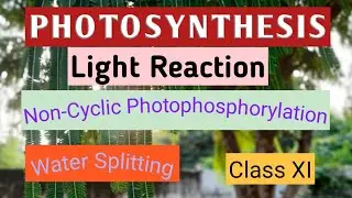 Light reaction/Photochemical phase. Noncyclic photophosphorylation.#noncyclicphotophosphorylation.