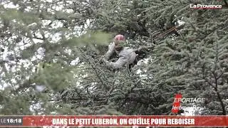 Dans le petit Luberon, on cueille pour reboiser