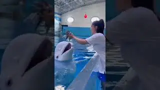 Smart dolphin 😍 | Double tap if you love this video 🤗# short part 9