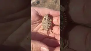 Little horned lizards get a new home