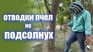 Готовим отводки пчел на подсолнух. Как развиваются майские отводки