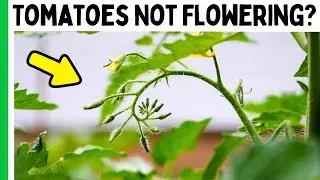 3 Reasons Your Tomatoes Aren't Flowering or Fruiting