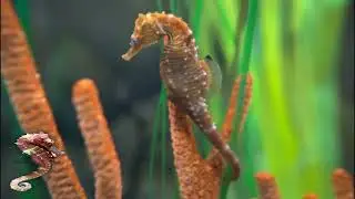 Amazing Seahorse Aquarium in 8K HDR - Soothing & Relaxing Music - 8K 4K UHD #RELAXING #4K #8K