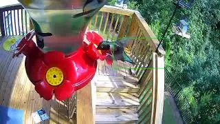 Feeding Hummingbirds