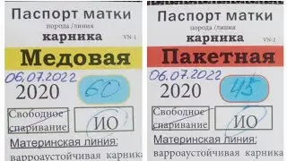 Пришли племенные матки Карника ИО от Халенкова Н.Н.