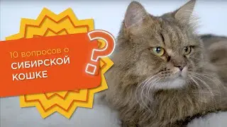 10 вопросов о СИБИРСКОЙ КОШКЕ 🐱