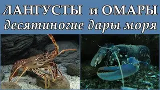 ЛАНГУСТЫ и ОМАРЫ - Десятиногие дары моря