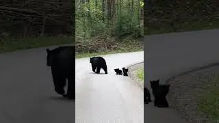 Mama Bear Helps Babies Across Road
