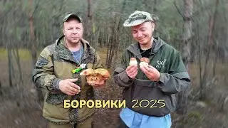 Первые боровики Беларуси.19.05.25. Минская область. #грибы #природа #лес #беларусь