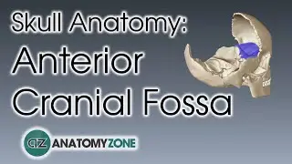 Anterior Cranial Fossa | Skull Anatomy