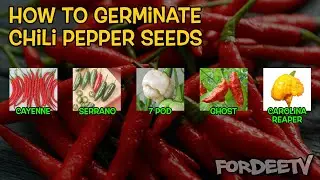 How-to Germinate Chili Peppers From Seed | FordeeTV