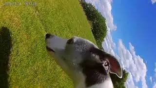 Whippet running fast with Action cam