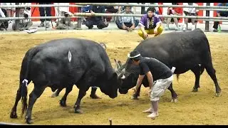 Japanese Bullfighting - Bull Sumo (Togyu/ushizumo) in Uwajima