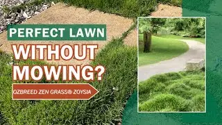 Transform Your Garden with Ozbreed Zen Grass® Zoysia  Native Hybrid