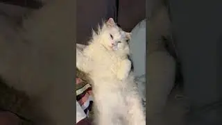 FUNNY CAT VIDEO