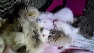 Larkspur's 3 Day Old Himalayan Newborn Kittens