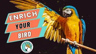 Copy My Easy Peasy PARROT ENRICHMENT